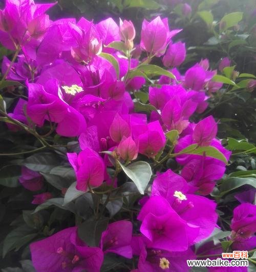 探寻三角梅花所传达的情感和寓意 三角梅花语