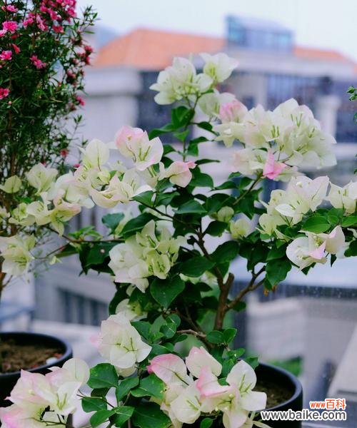 探究勒杜鹃的神秘花语,了解其所传达的深刻寓意 勒杜鹃的花语与寓意