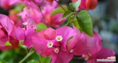 探究勒杜鹃的神秘花语，了解其所传达的深刻寓意 勒杜鹃的花语与寓意