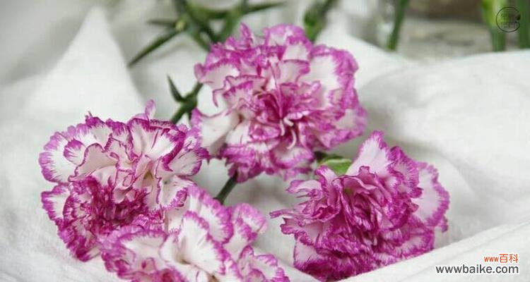 探究康乃馨的象征意义和文化价值 康乃馨的含义