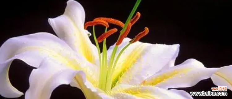 探寻百合的多重代表意义 百合之爱