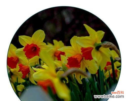 恋爱、守护、坚定——黄水仙花的三种花语 浪漫花语,黄水仙花的世界