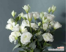 探究洋桔梗的神秘之美，了解它的花语 洋桔梗的花语