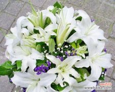 百合花语的含义与香水世界的交融 百合花语之香水，芳香盛放的优雅之美