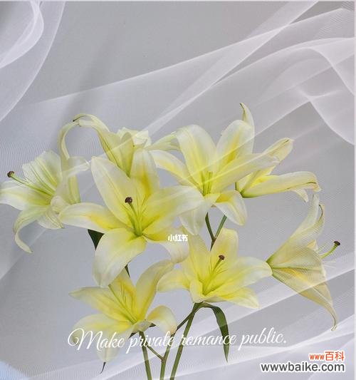 百合花语的含义与香水世界的交融 百合花语之香水，芳香盛放的优雅之美