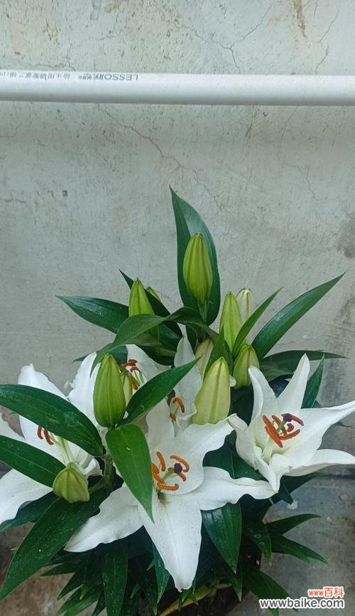 百合花语的含义与香水世界的交融 百合花语之香水，芳香盛放的优雅之美