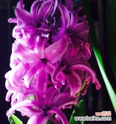 解读紫色风信子的深刻含义 紫色风信子的花语和寓意