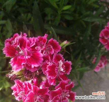 揭秘石竹花的花语及象征意义，让你更懂得如何传递真挚的情感 石竹花花语——传递真挚的情感