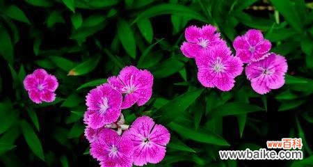 揭秘石竹花的花语及象征意义，让你更懂得如何传递真挚的情感 石竹花花语——传递真挚的情感