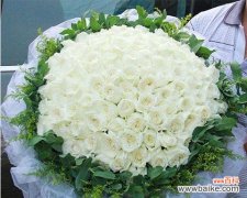 深度解读白玫瑰花的花语和象征意义 白玫瑰花的含义