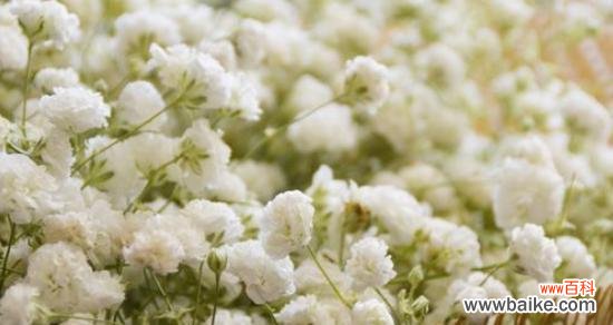 了解这些让你更懂满天星 满天星花语与寓意