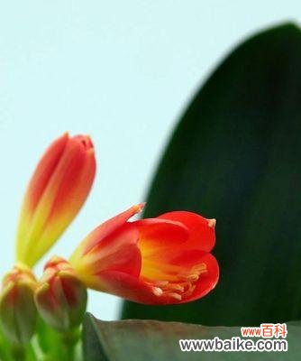 探寻君子兰的高尚品质与内在美 探秘君子兰的花语