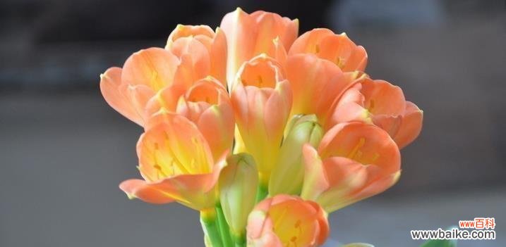 探寻君子兰的高尚品质与内在美 探秘君子兰的花语