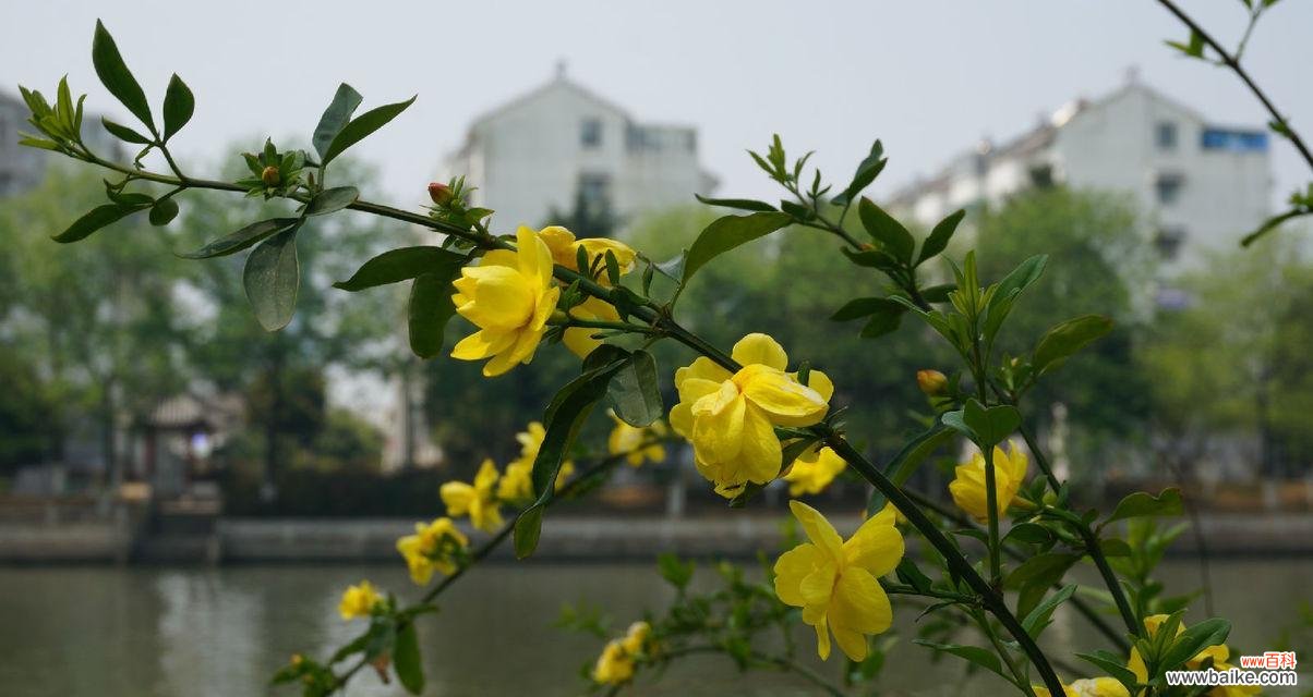 传递着春天的希望和喜悦 迎春花的花语