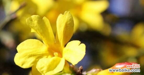 传递着春天的希望和喜悦 迎春花的花语