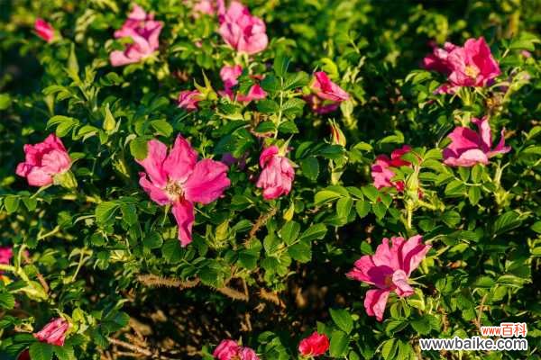 玫瑰花送几朵代表什么?送朵玫瑰花的含义