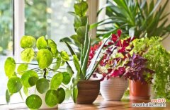 紫罗兰干尖是怎么回事