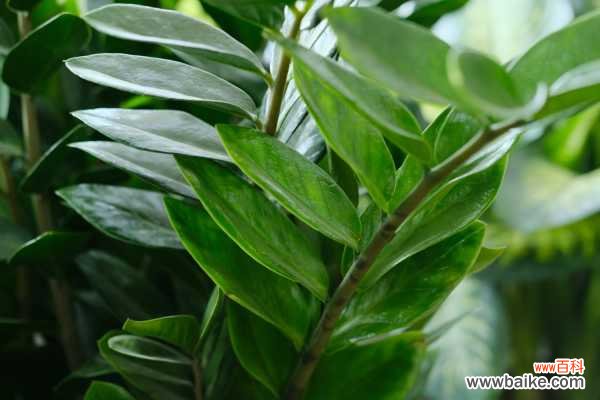 金钱树不长新芽怎么办