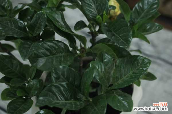 栀子花花瓣发黄怎么办