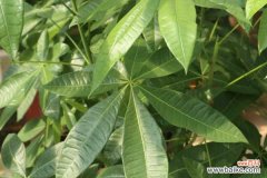 发财树树枝变软怎么办