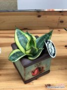 虎皮兰不发新芽怎么办