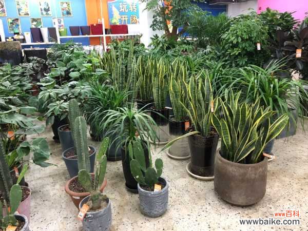 虎皮兰不发新芽怎么办