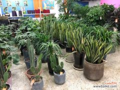 虎皮兰水浇多了怎么办