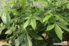 发财树树枝干枯怎么办