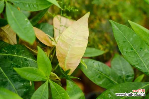 发财树长虫子怎么办