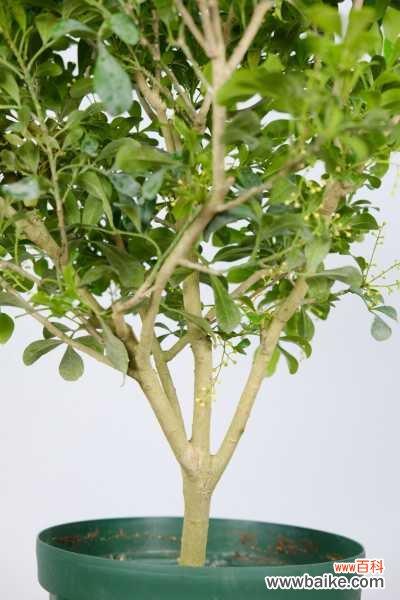 米兰掉叶子是什么原因