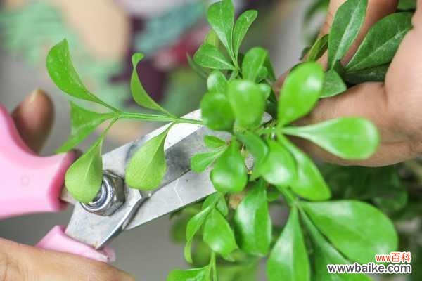 米兰掉叶子是什么原因