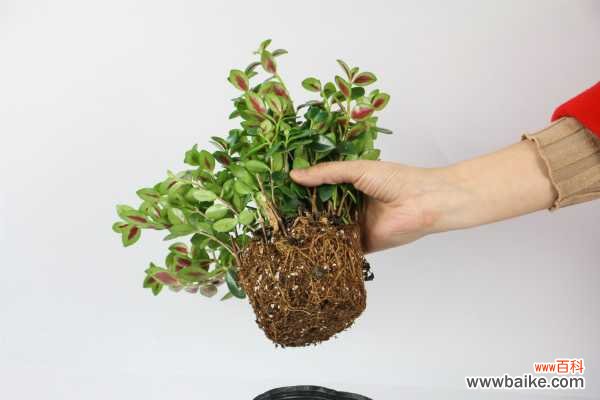 金鱼吊兰不开花怎么办