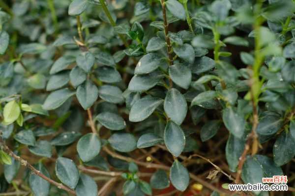 金鱼吊兰不开花怎么办