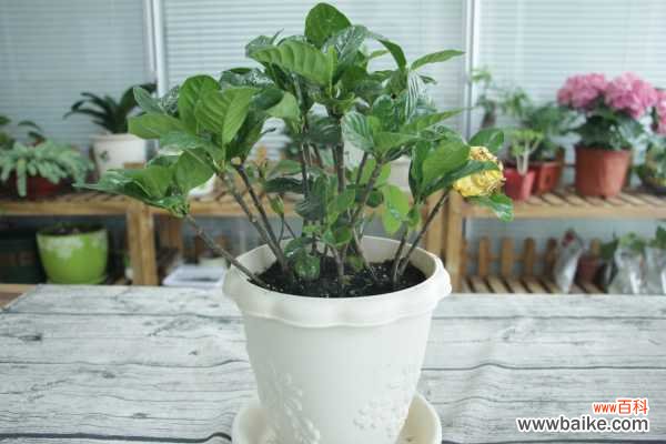 栀子花黄叶子怎样挽救