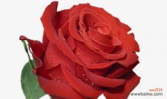 用花语传递爱情与热情 一支红玫瑰的寓意与象征