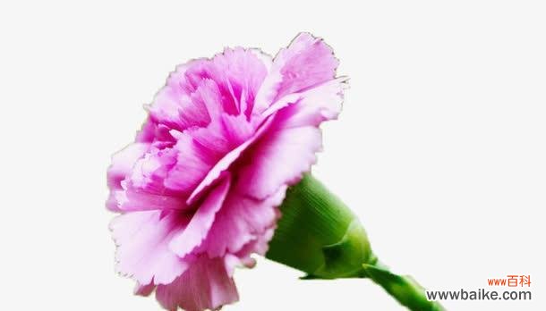 一支康乃馨背后的深刻寓意 康乃馨的花语与象征意义