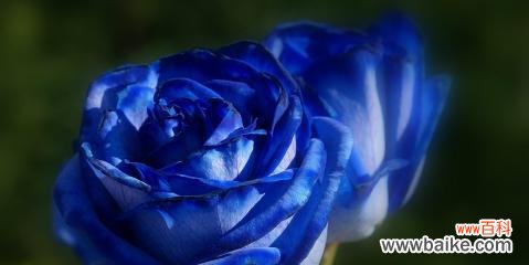 揭秘一朵蓝玫瑰的象征意义与传说 蓝玫瑰的神秘之谜