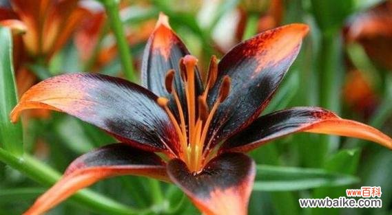 探寻花朵背后的情感世界 花语之美