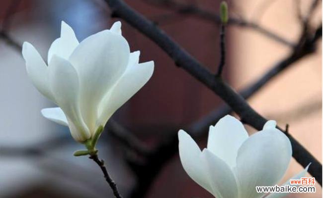 探寻花朵背后的情感世界 花语之美