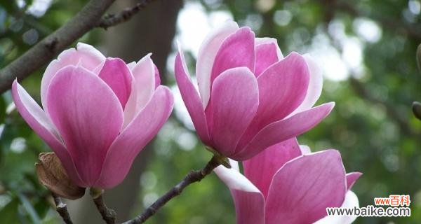 探寻花朵背后的情感世界 花语之美