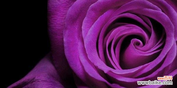 揭开紫玫瑰的神秘面纱 紫玫瑰之谜