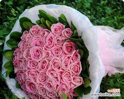 揭开紫玫瑰的神秘面纱 紫玫瑰之谜