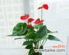 探寻一帆风顺花的深层寓意 一帆风顺花