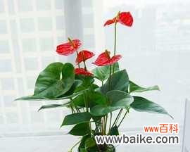 探寻一帆风顺花的深层寓意 一帆风顺花