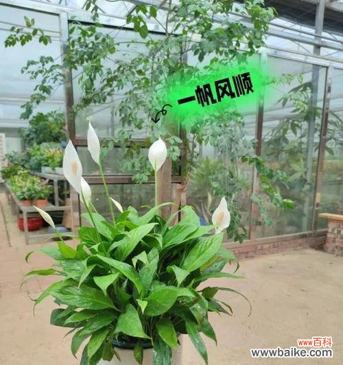 探寻一帆风顺花的深层寓意 一帆风顺花