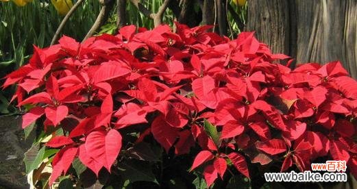 一品红花语的深刻含义与传递的情感力量 一品红花语