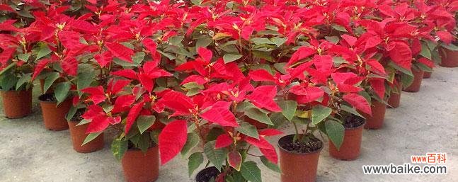 一品红花语的深刻含义与传递的情感力量 一品红花语