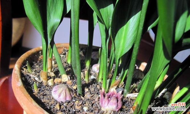 坚持不懈的生命之舞 一叶兰，力量与坚韧的象征