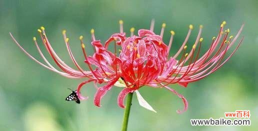 揭示依米花背后的意义和象征力量 依米花