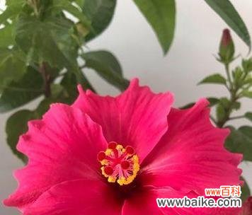 揭示依米花背后的意义和象征力量 依米花